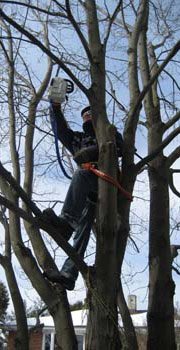 Professional Tree Services - Tree pruning and trimming