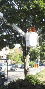 Professional Tree Services - Cabling and bracing